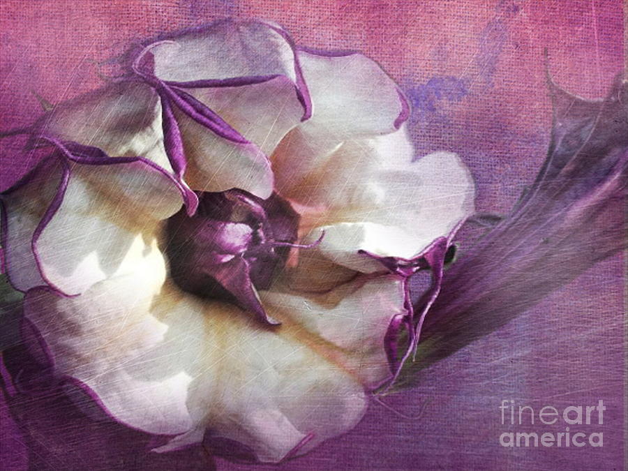 Shabby Chic Lavender Angel Trumpet - Shabby Chic Purple Dreamy Floral Wall Print Home Decor Photograph by Sannel Larson