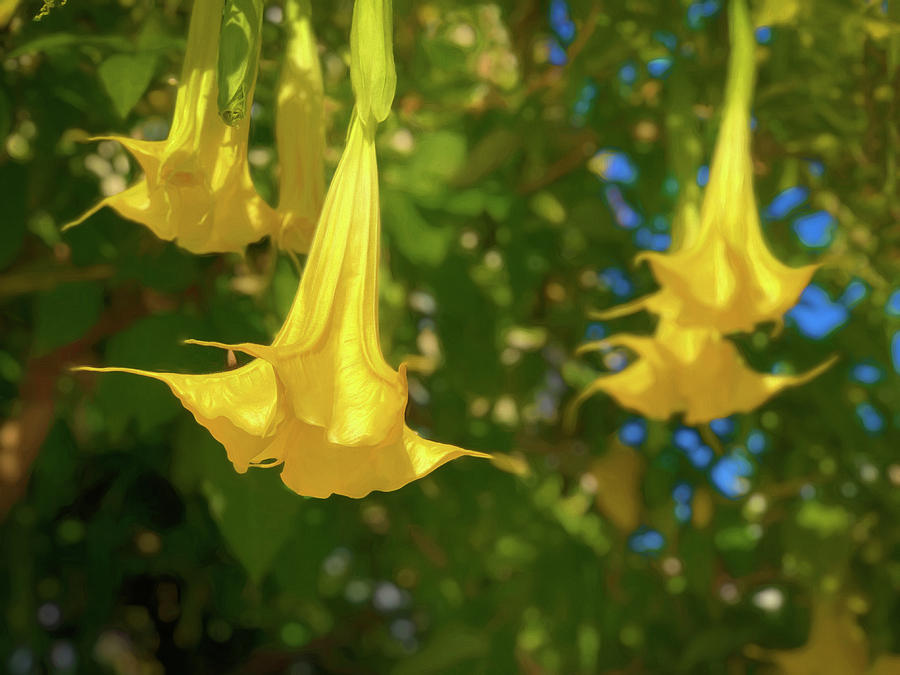 Angel Trumpets in the Breeze Photograph by Bonnie Follett