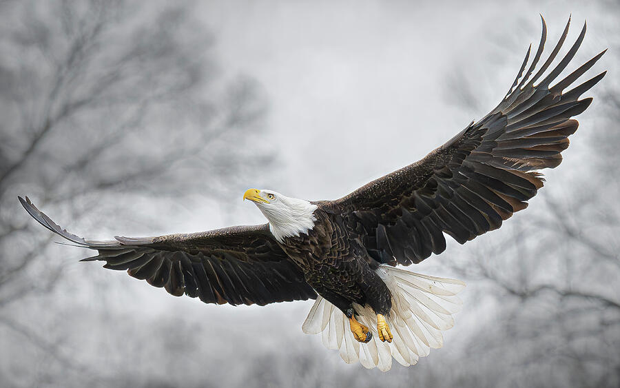 Angel wings Photograph by Alan Moore Angel wings Photograph by Alan Moore