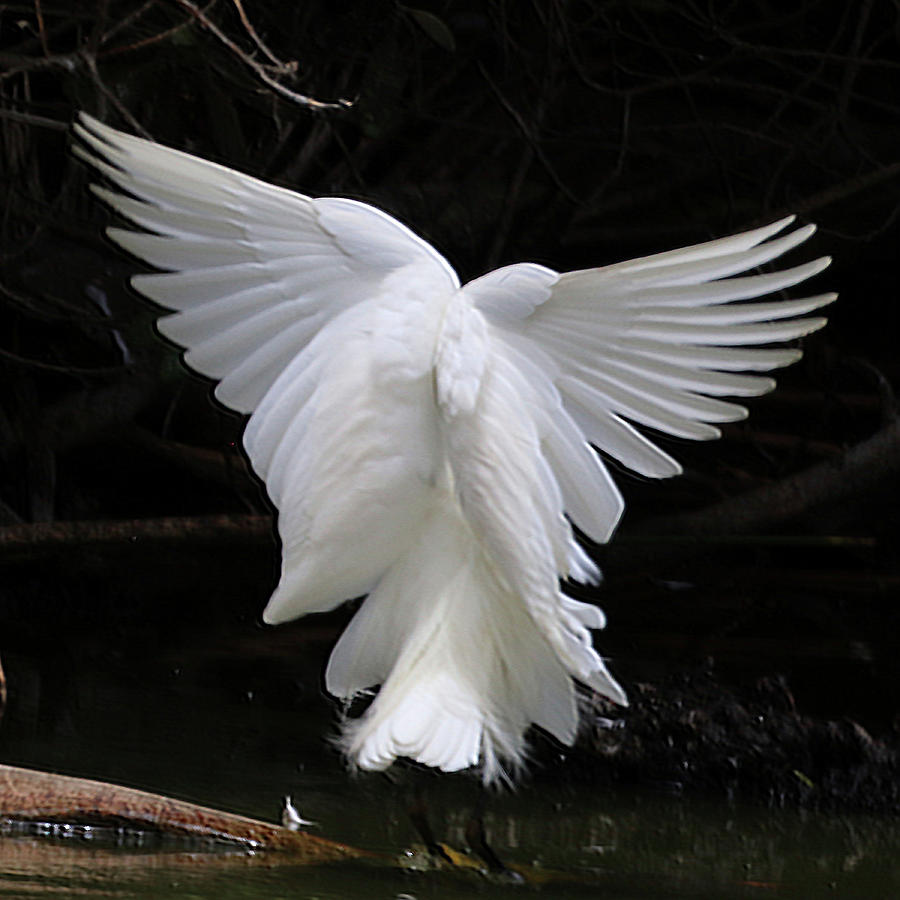 Angel Wings Egret Photograph by Perry Hoffman