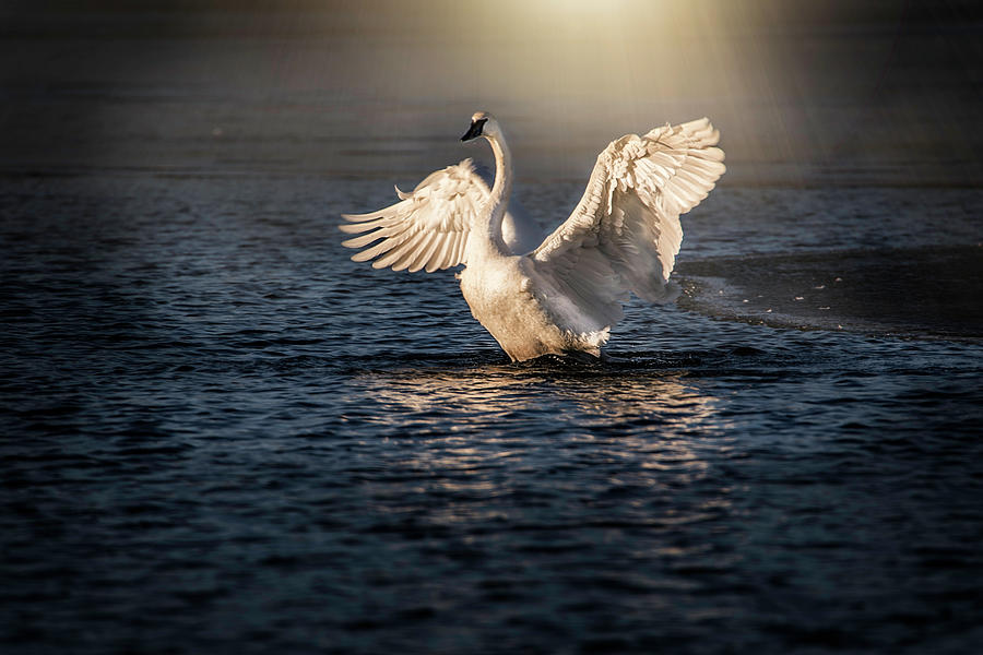 Angel wings swan Photograph by Nicole Engstrom