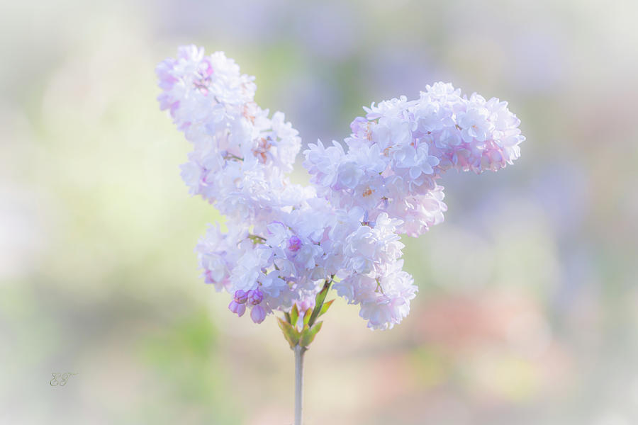 Pastel Lilac Photograph by Elaine Teague