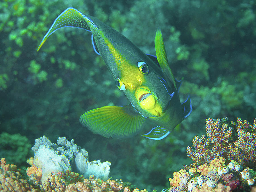 Angelfish - Colorful resident of coral reefs -  Photograph by Ute Niemann