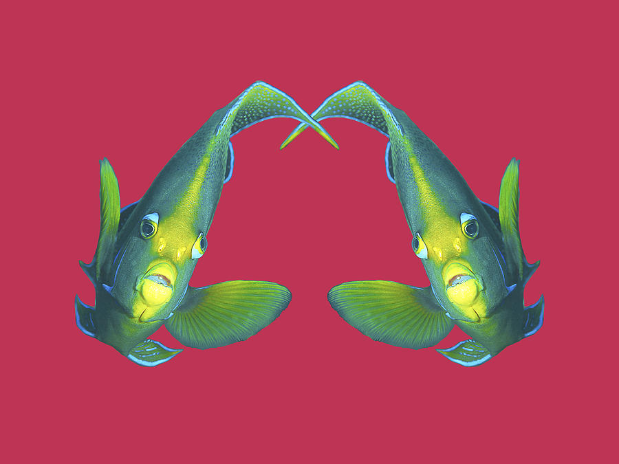 Angelfish - Like a pair of twins - Viva Magenta Background -  Mixed Media by Ute Niemann