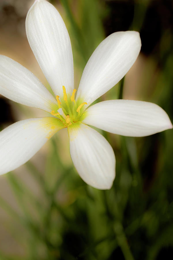Angelic Atamasco Lily Photograph