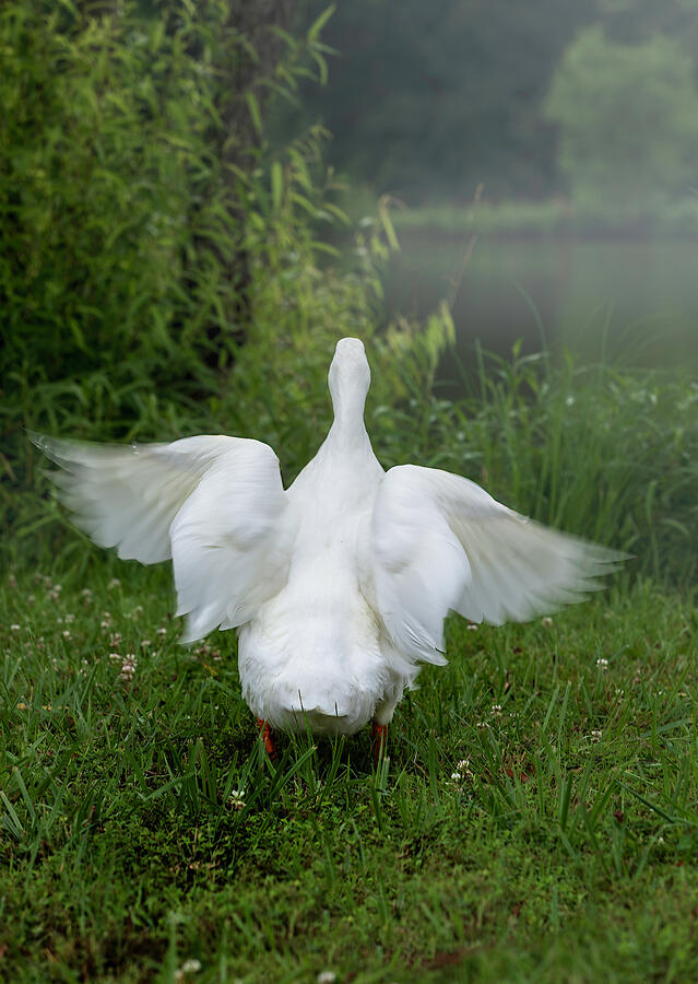 Angel Duck Photograph by Nancy Carol Photography - Fine Art America