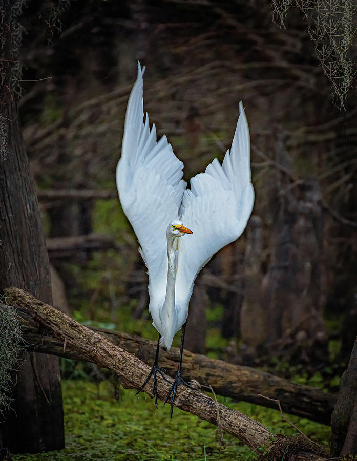 Angelic Egret Photograph by David Downs