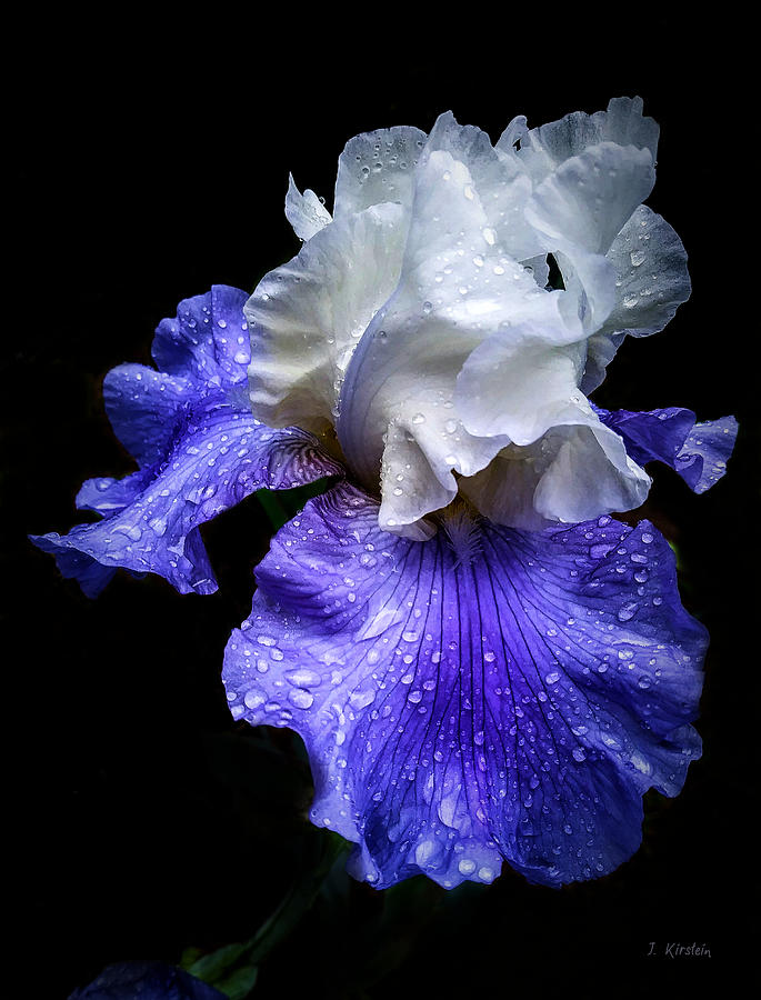 Angelic Iris Photograph by Janis Kirstein