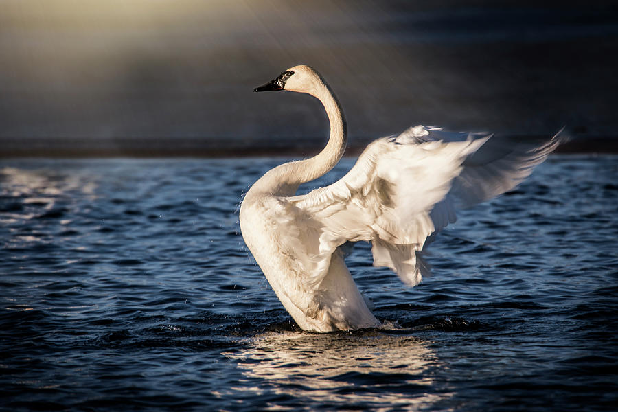 Angelic Swan Photograph by Nicole Engstrom