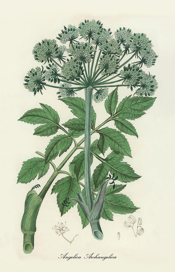 Angelica Archangelica - Garden Angelica - Medical Botany - Vintage ...