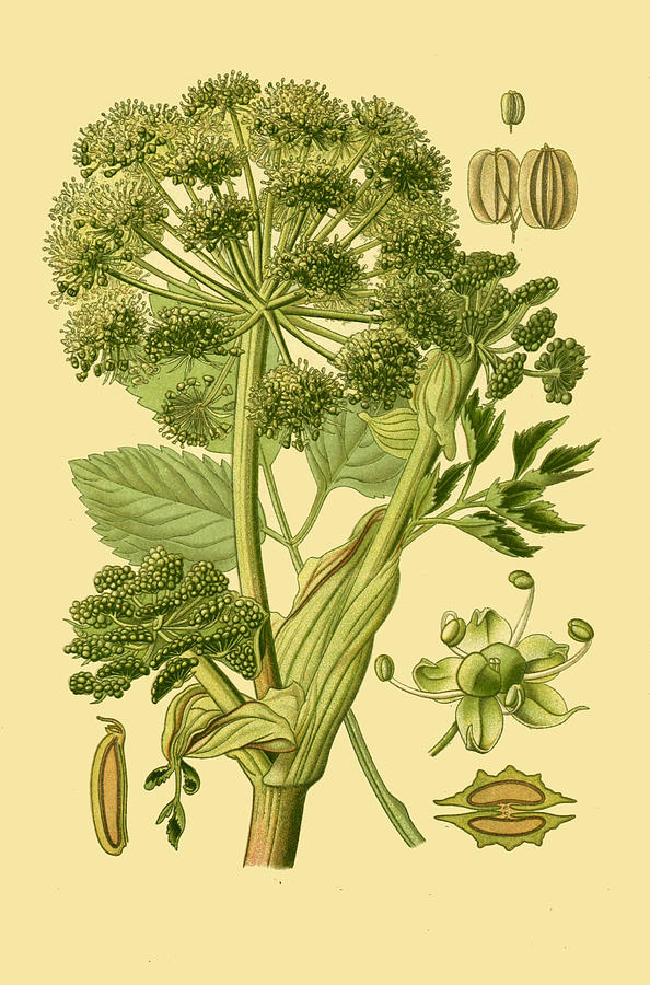 Angelica archangelica subsp. archangelica Drawing by Otto Wilhelm Thome