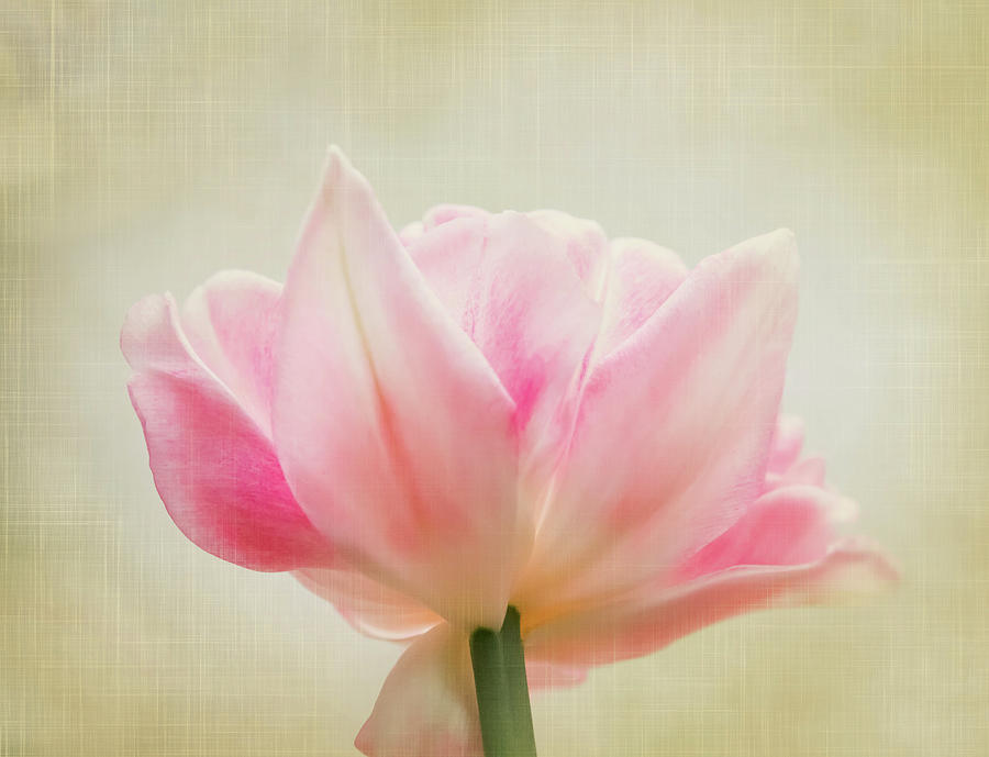 Angelique Peony Tulip #1 Photograph by Patti Deters