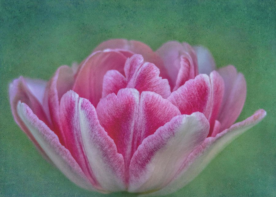 Angelique Peony Tulip #2 Photograph by Patti Deters