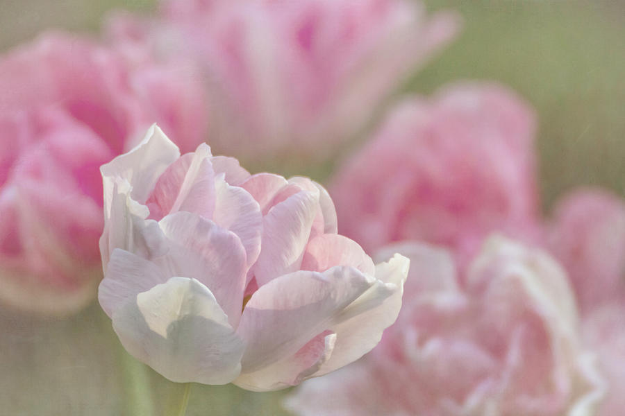 Angelique Peony Tulip #4 Photograph by Patti Deters