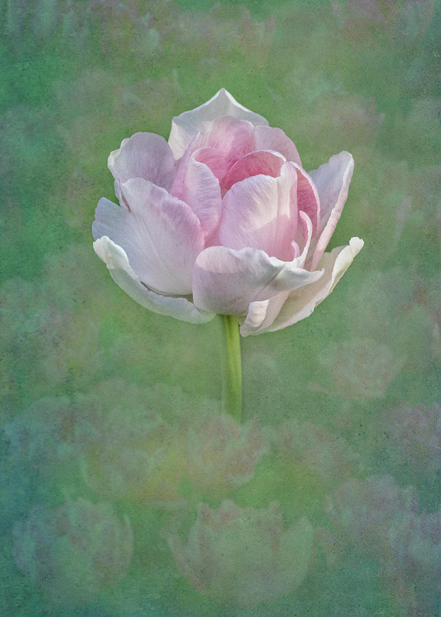 Angelique Peony Tulip #5 Photograph by Patti Deters
