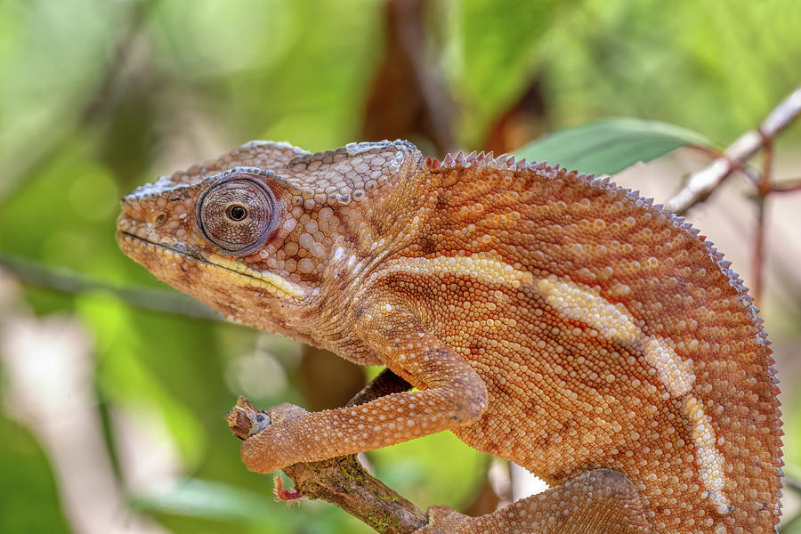 Angel's chameleon, Furcifer angeli, Reserve Peyrieras Madagascar Exotic ...