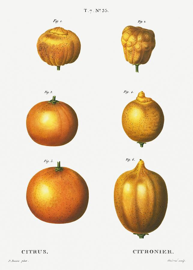 Fruit Painting - Angels trumpet Datura arborea from Traite des Arbres et Arbustes que lon cultive en France en pleine by Les Classics