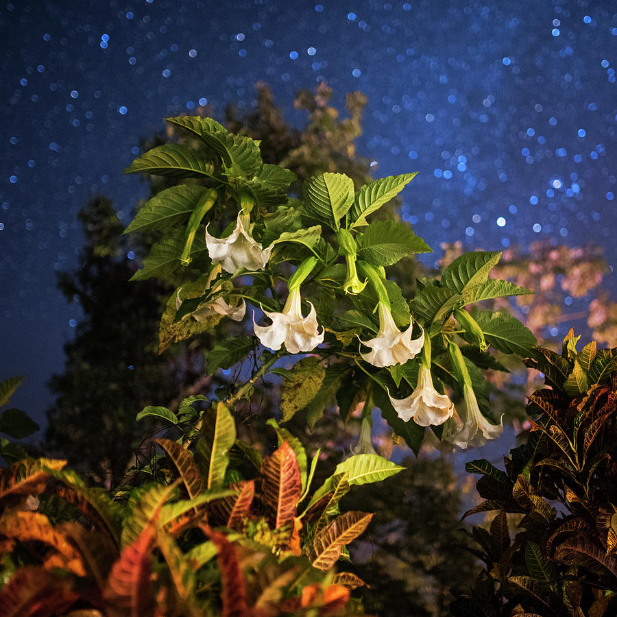 Angels Trumpet Flowers Belmopan Belize Starry Skies Square Photograph by Toby McGuire