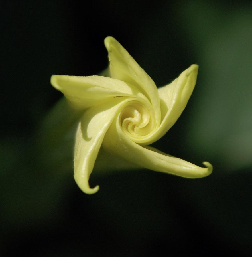 Angels Trumpet Photograph by Granny B Photography