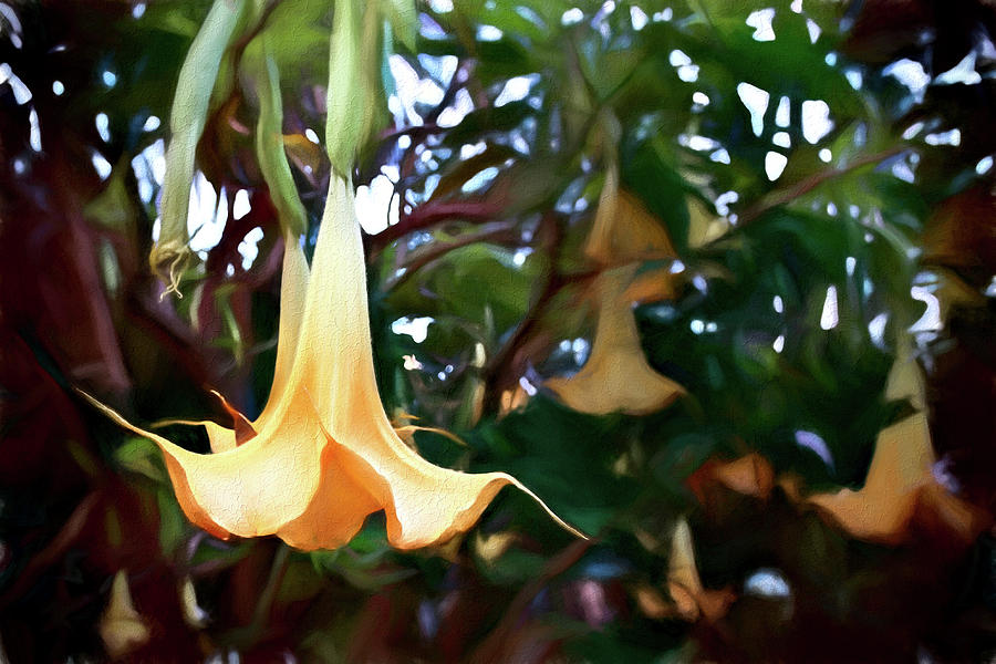 Angels Trumpet Photograph by Maria Coulson