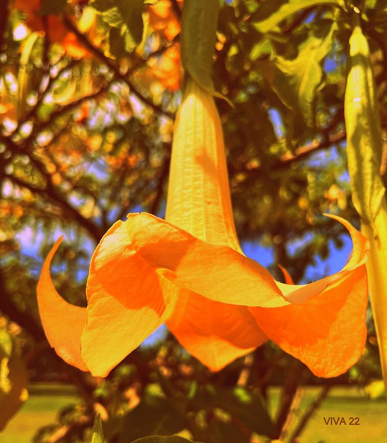 Angels  Trumpet Photograph by VIVA Anderson