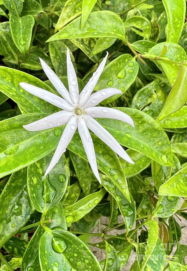 Angelwing Jasmine Photograph by Sean Griffin