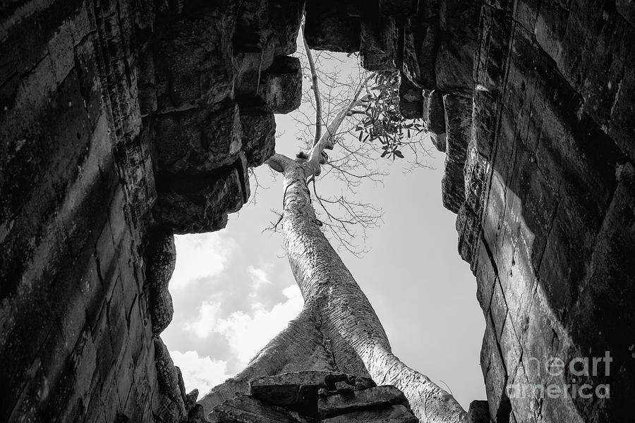 Angkor Wat Tree Photograph by Dean Harte