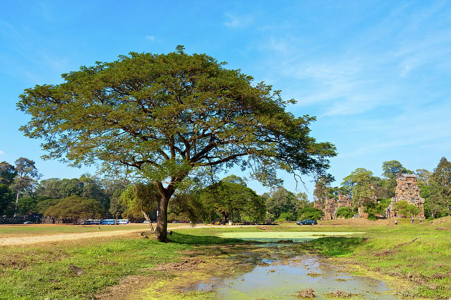 Angkor wat Trees. Cambodia. Photograph by Lie Yim