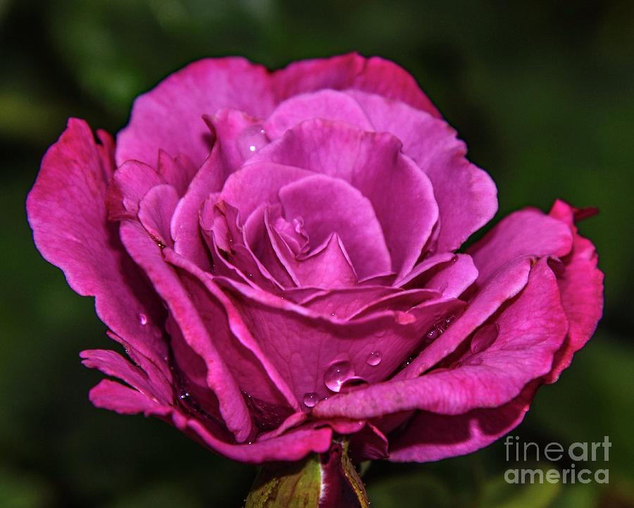 Angle Face Rose At Dusk Photograph