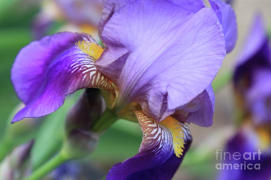 Angled Iris Photograph by Carol Groenen