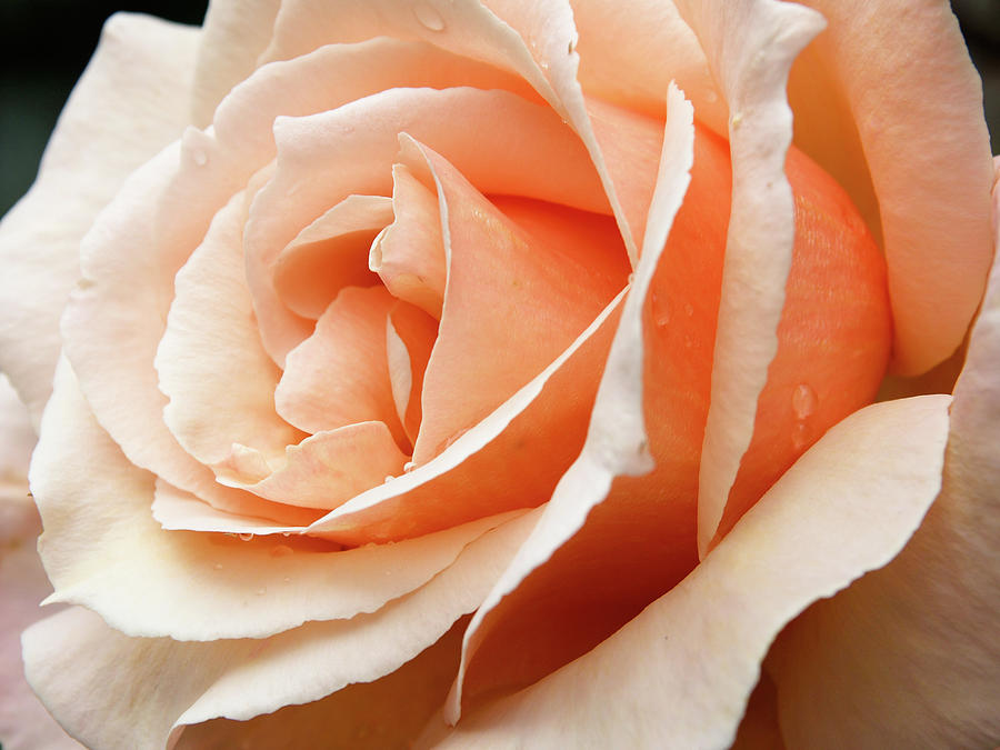 Angled Rose Photograph by Tara Krauss