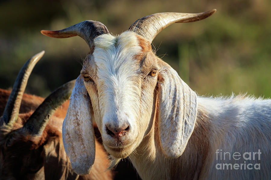 Anglo-nubian goat  Photograph by Richard Smith
