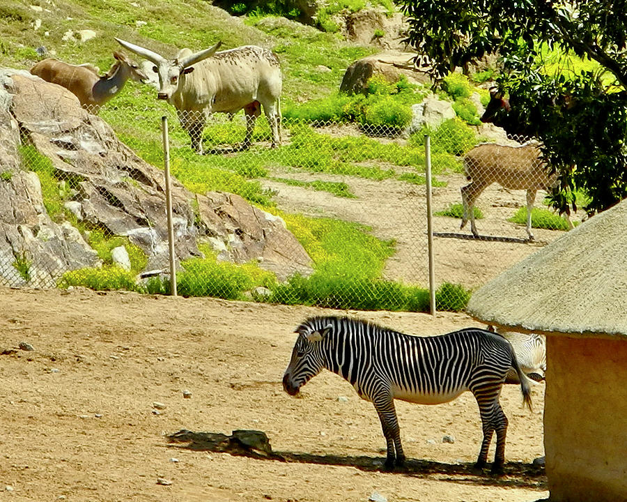 Zebra  San Diego Zoo Wildlife Explorers
