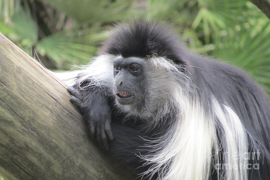 Angolan Colobus Monkey Photograph by World Reflections By Sharon