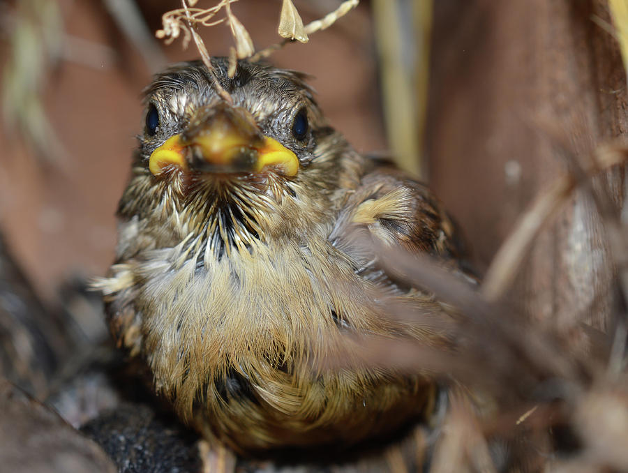 Angry baby bird Photograph by Jennifer Wallace - Fine Art America