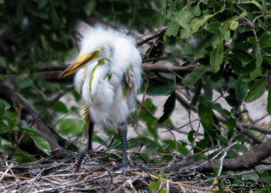 Angry Baby Egret Photograph by Susan Molnar