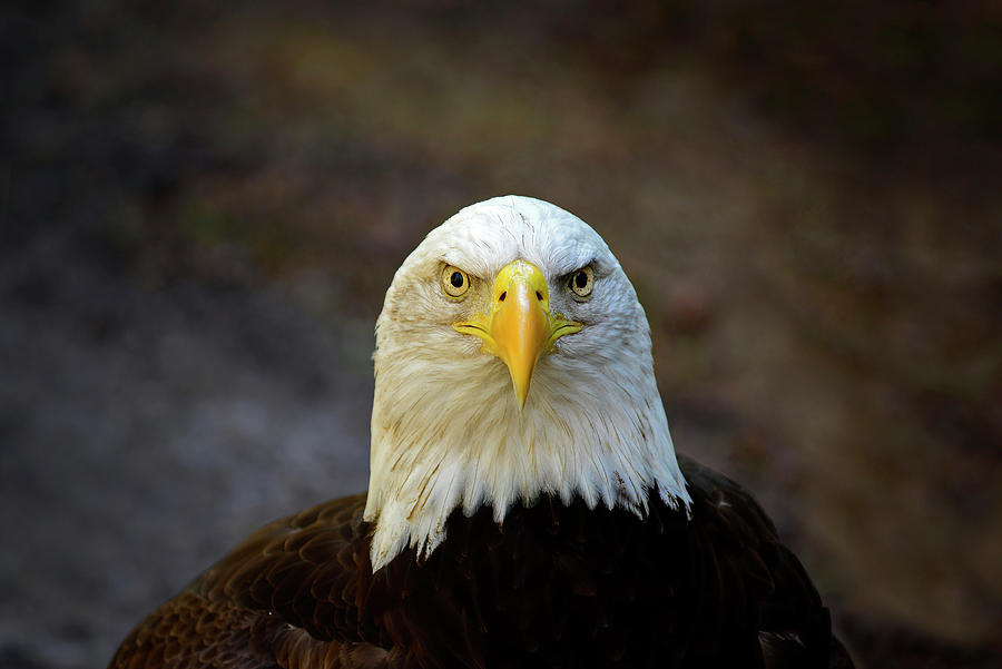 Angry Bald Eagle Photograph by Cindy McIntyre