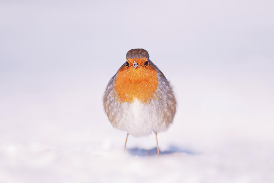 Winter Photograph - Angry Bird _ Robin in the Snow by Roeselien Raimond