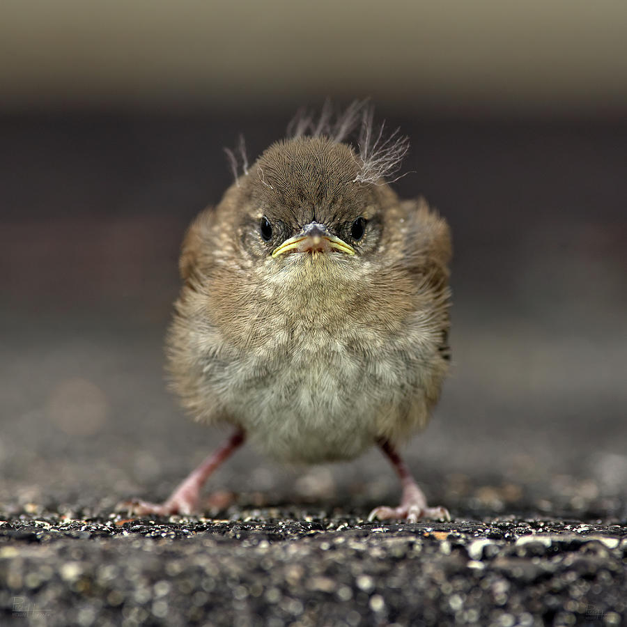 Angry Bird -  Baby Wren Fledgling Photograph by Peter Herman