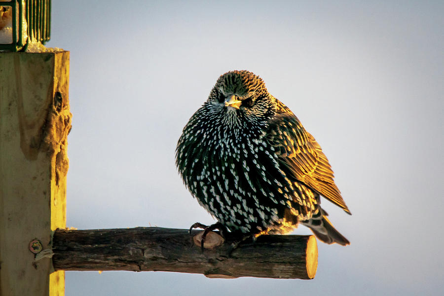 Angry Bird Photograph by David Heilman