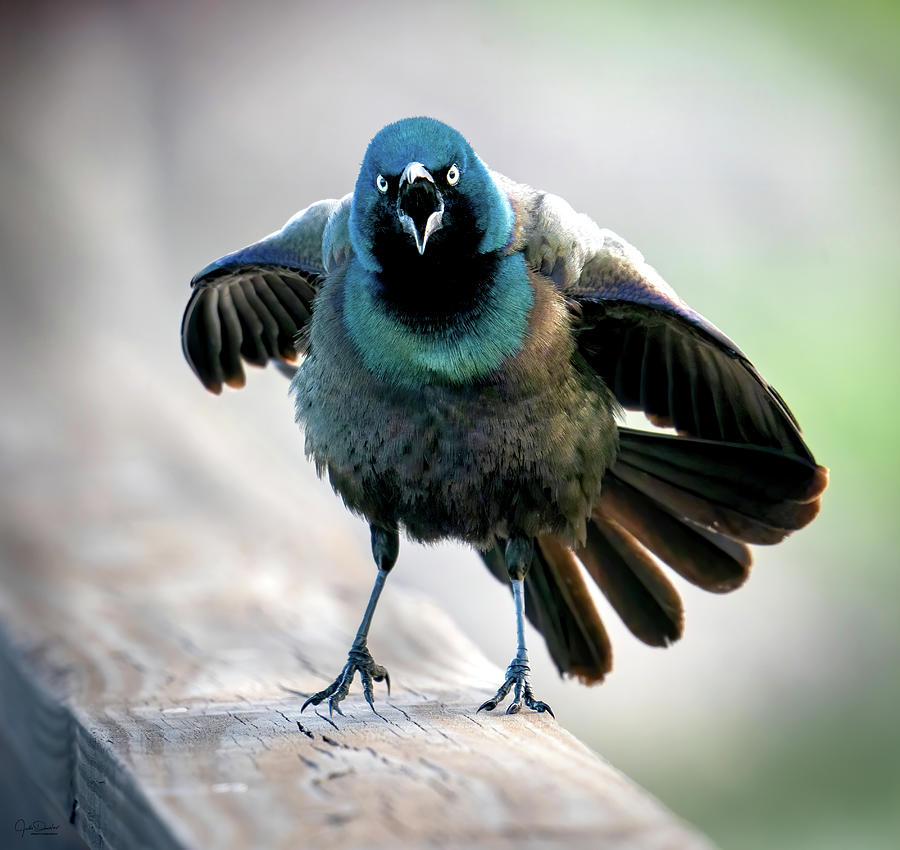 Angry Bird Photograph by Judi Dressler