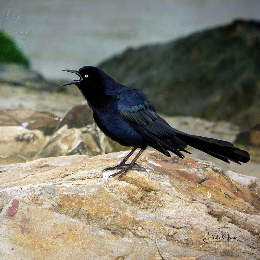 Nature Photograph - Angry Bird by Linda Lee Hall