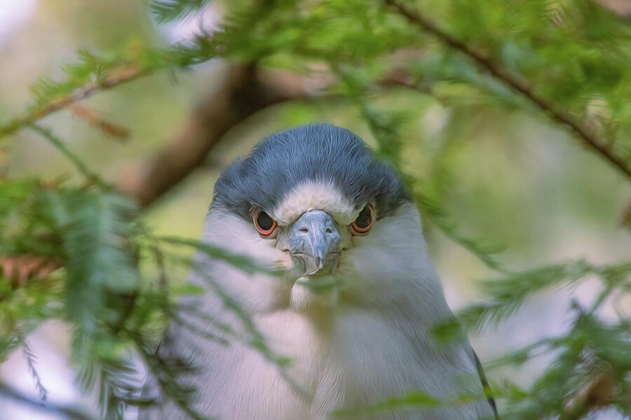 Angry Bird In Myrtle Beach Photograph