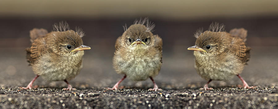 Angry Bird Trio - Baby Wren Fledglings  Photograph by Peter Herman