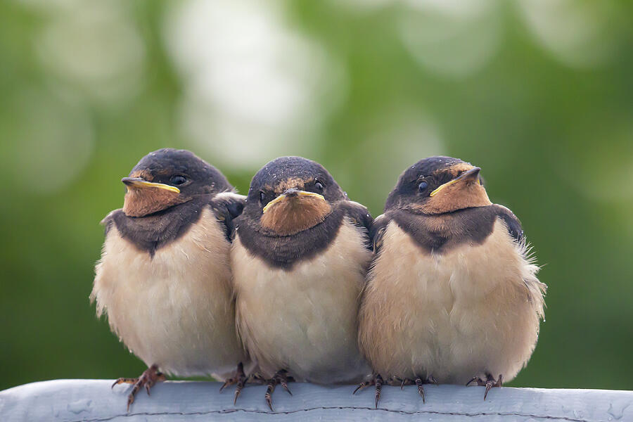 Swallow Photograph - Angry Birds - Barn Swallow Babies by Roeselien Raimond