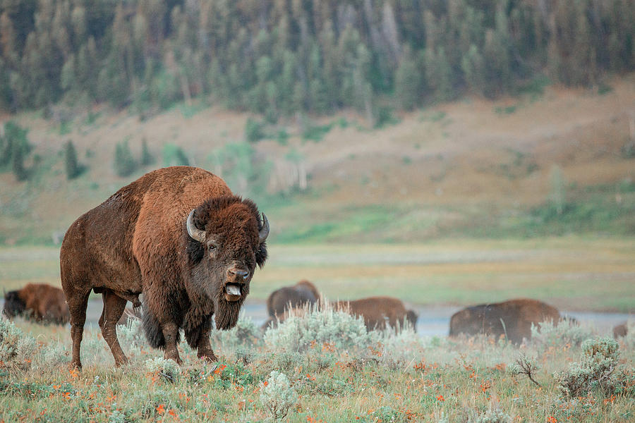 Yellowstone National Park Photograph - Angry Buffalo by Todd Klassy