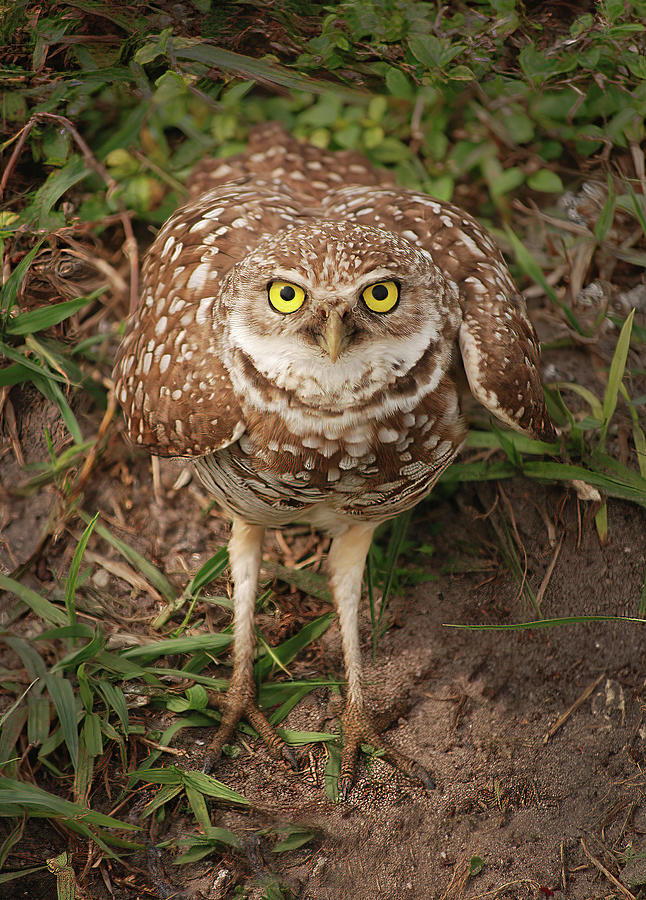 Angry Burrowing Owl Photograph by Cindy McIntyre