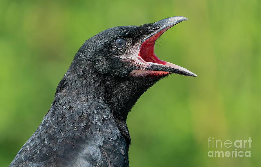 Angry Crow Photograph by Sam Rino