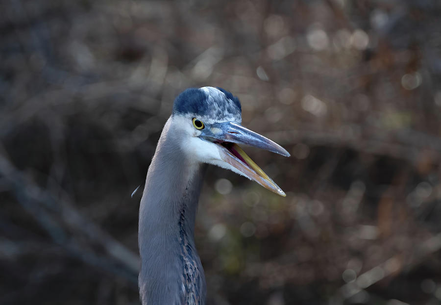 Angry Great Blue Heron Photograph by Chad Meyer