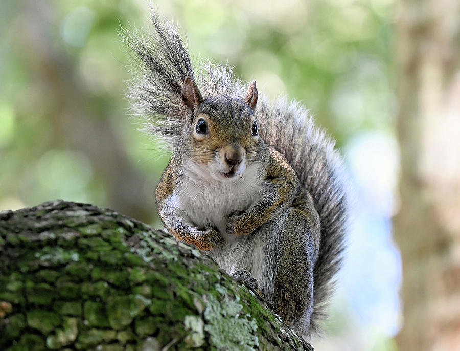 Squirrel Photograph - Angry Grey Boxer Squirrel Looks Left Tail Goes Right at Blue Springs SPFlorida by Sherilyn Harper